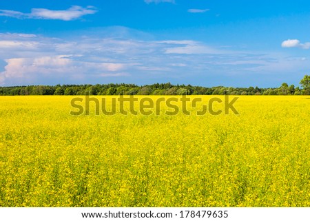 rape seed field with farm house and sky