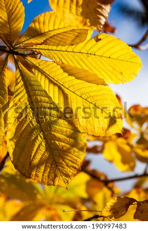 Autumn leaves - chestnut leaves details on tree