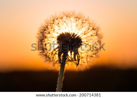 Dandelions in meadow at a red sunset