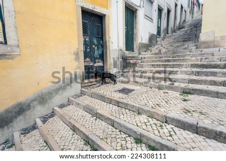 Dog in old town of Lisbon, Portugal - vintage look