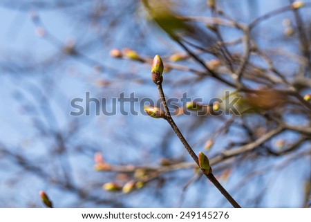 Buds on a tree at the spring time