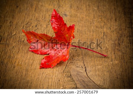 Red Maple Leave on wooden table with water drops