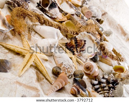 Shells. Marine romantic still life