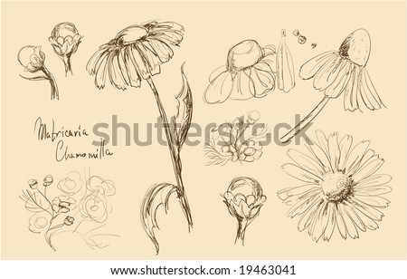 Free Daisy Vectors