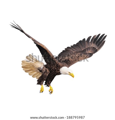 Bald eagle isolated on white background Bald eagle isolated on white background