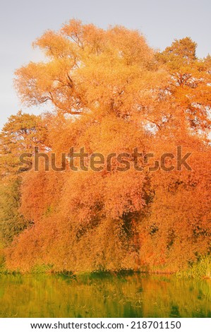 Autumn tree by the river at sunset.