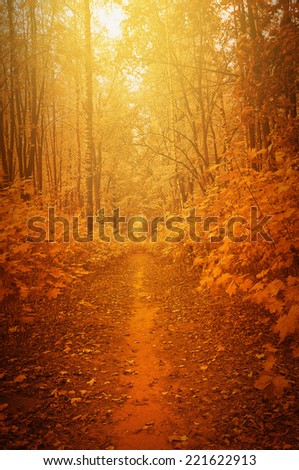 Autumn landscape. Small path in the deep forest.