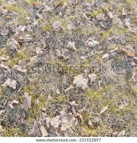 Frozen grass and leaves at early morning time.