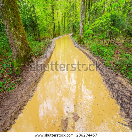 Big puddle on the deep forest road.