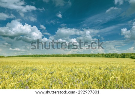 Field with flowers and rye at hot sunny day time.