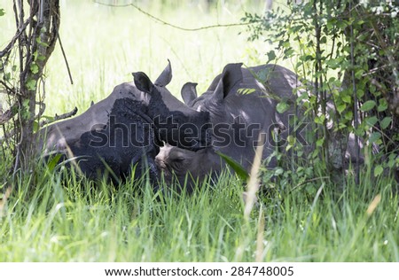 Young rhinoceros covered in mud next to his mother at Ziwa Rhino Sanctuary in Uganda, Africa