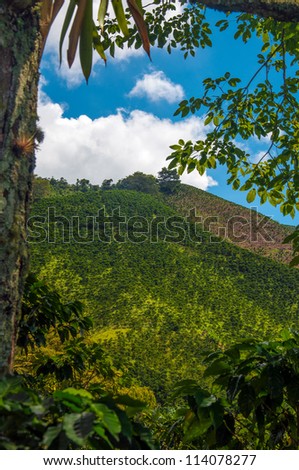 A view of the landscape in Colombia\'s coffee producing region.
