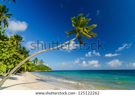 A palm tree over a white sand beach and turquoise Caribbean Sea water