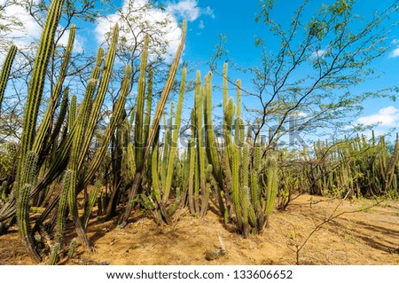 Dense cactus growth in a dry desolate desert