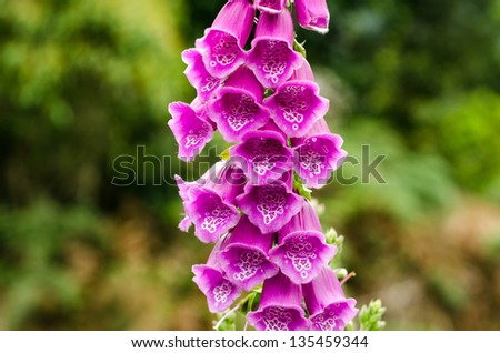 The deep purple colors of a beautiful Foxglove flower