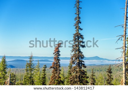 Tall pine trees and a beautiful pine tree forest with beautiful blue hills and sky