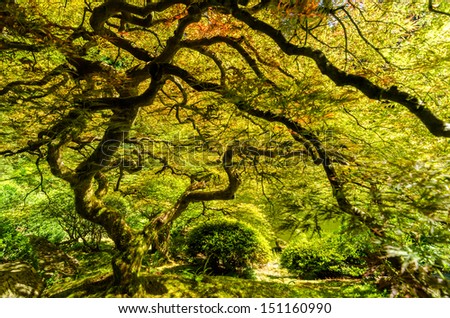 Japanese maple tree in the Japanese Garden in Portland, Oregon