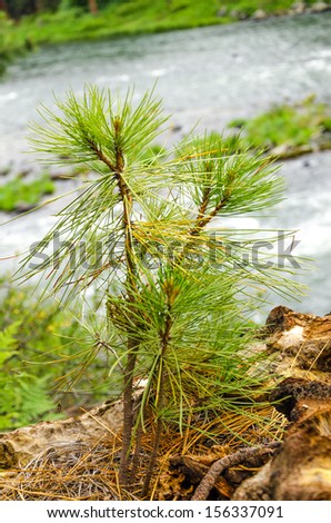 Small pine tree sapling growing in a forest