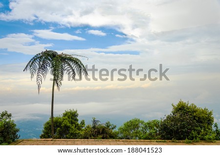 A palm tree on the edge of a cliff with nothing but clouds behind it