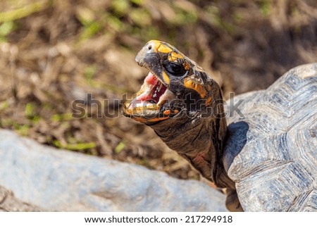 Closeup view a turtle with its mouth open in the jungle near Coroico, Bolivia