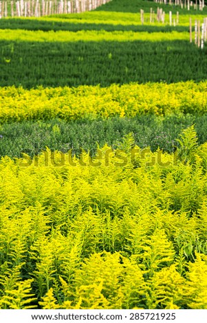 Different shades of green in a field of flower plants near Quito, Ecuador