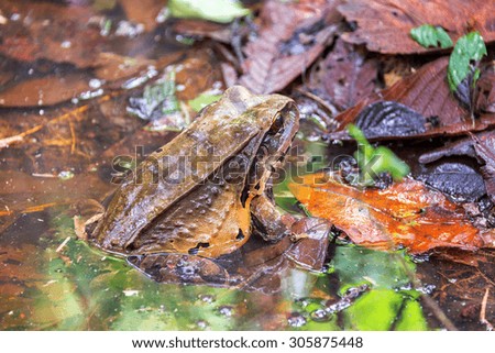 A large toad in the Amazon rain forest near Iquitos, Peru