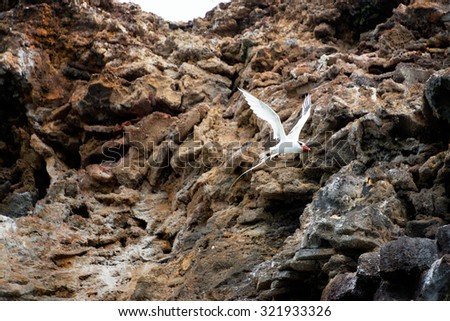Red Billed Tropicbird flying in front of a cliff at Genovesa Island in the Galapagos Islands in Ecuador