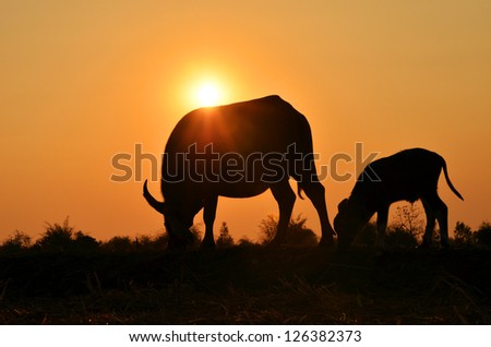 Two buffalo silhouette with sunlight background.