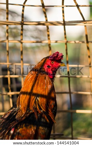 Closeup of a fighting cock. Farm animal