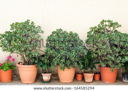 Row of pots with crassula and red geranium flowers on a yellow wall background. The location is an small town in the middle of the Cilento and Vallo di Diano National Park (Campania, Italy).