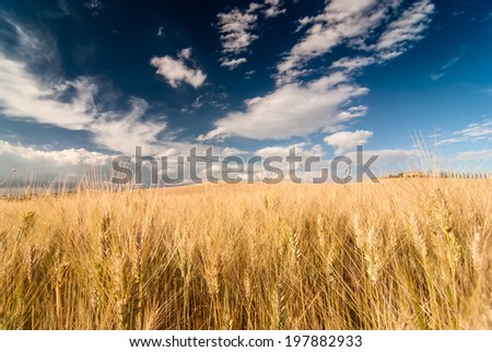 Wheat meadow with beatiful dramatic sky and ears of wheat in the front. Tuscan landscape, Italy.
