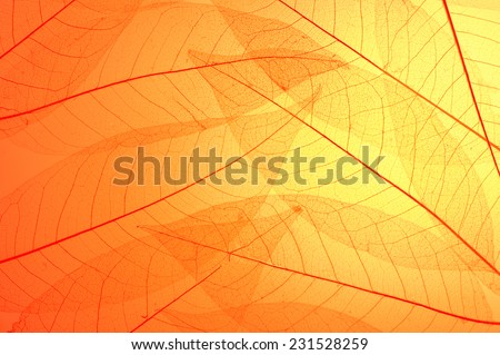 Red and yellow skeleton leaves  abstract background