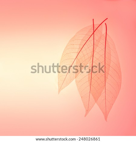 Three skeleton leaves abstract background.