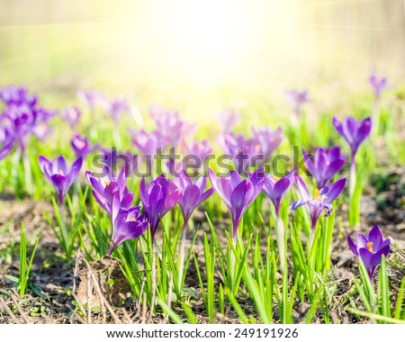 Beautiful violet crocuses with sun flare in the springtime.