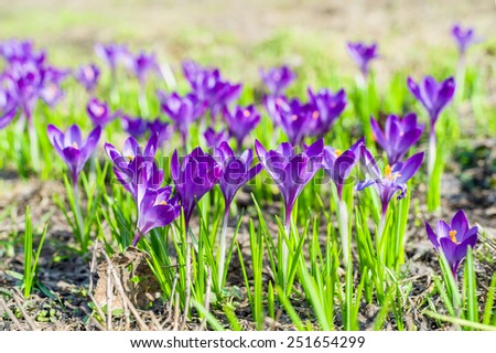 Beautiful violet crocuses in the springtime.
