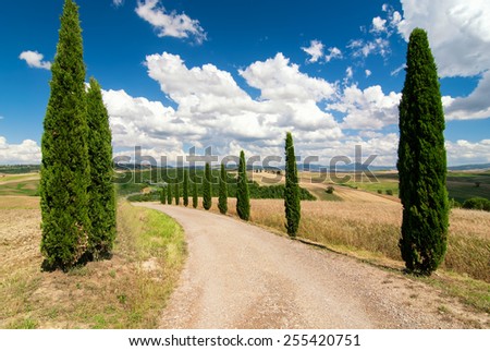 Cypress Trees rows and a white road rural landscape near Siena, Tuscany, Italy, Europe.