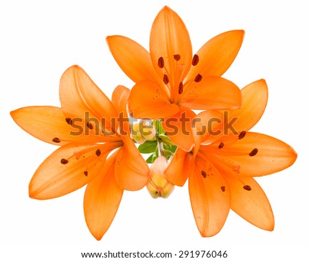 Orange yellow tiger lily isolated on white background