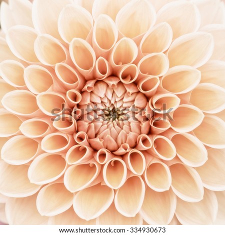 Orange dahlia petals macro, floral abstract background. Shallow DOF, high key, square composition.