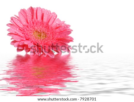 stock photo : Beautiful pink gerber flower with water reflection on pure 