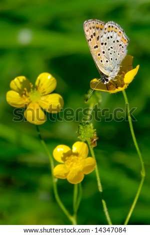 Nice butterfly on a yellow flower. Focus on the butterfly, flowers aren\'t in focus.
