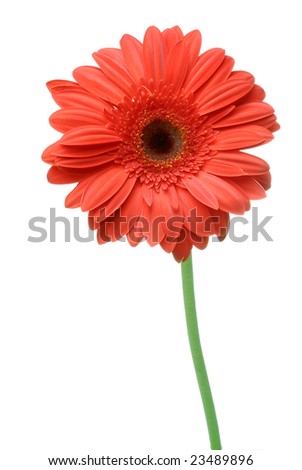 Daisy+flower+white+background