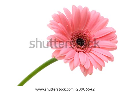 A Red Daisy