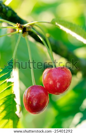 Two big sweet and juicily cherries on a Tree.