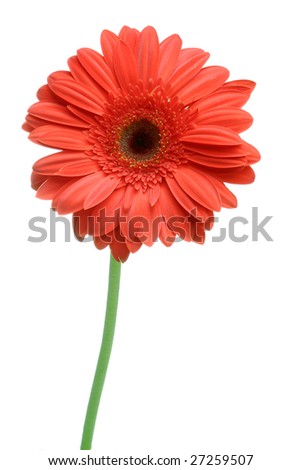 Daisy+flower+with+stem