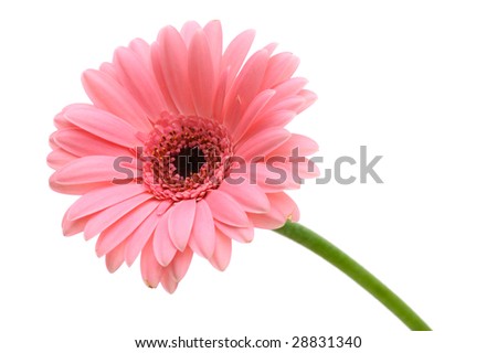 Daisy+flower+with+stem