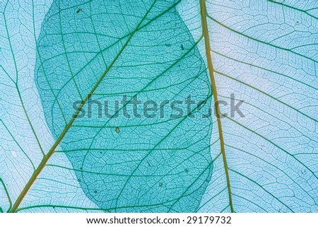 Motton blue decorative leaves background.