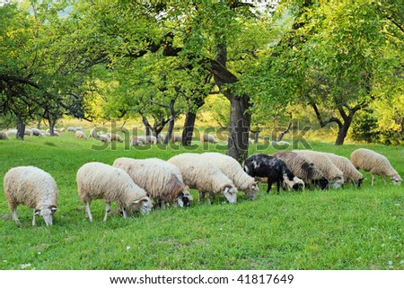 Flock of sheep grazing beneath a tree on fresh spring meadow