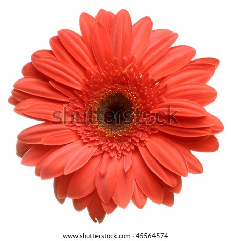 Daisy+flower+white+background