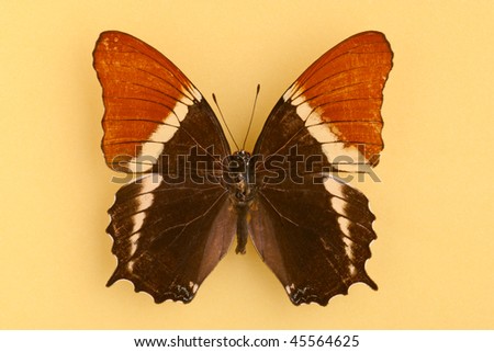 stock photo : A beautiful brown butterfly on light brow