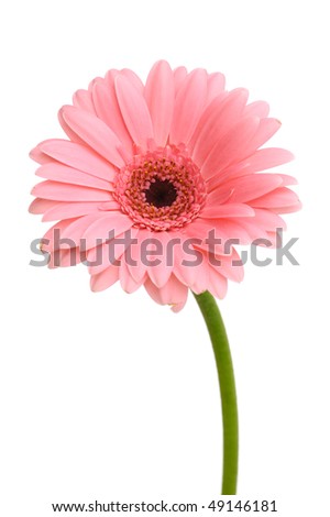 Daisy+flower+with+stem